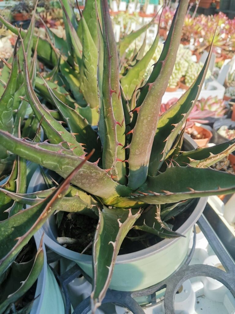 Siracactus-Agave-Agave-Montana-2.jpg