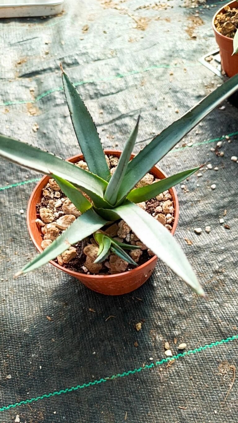 Siracactus-Agave-Agave-Nigra-1.jpg