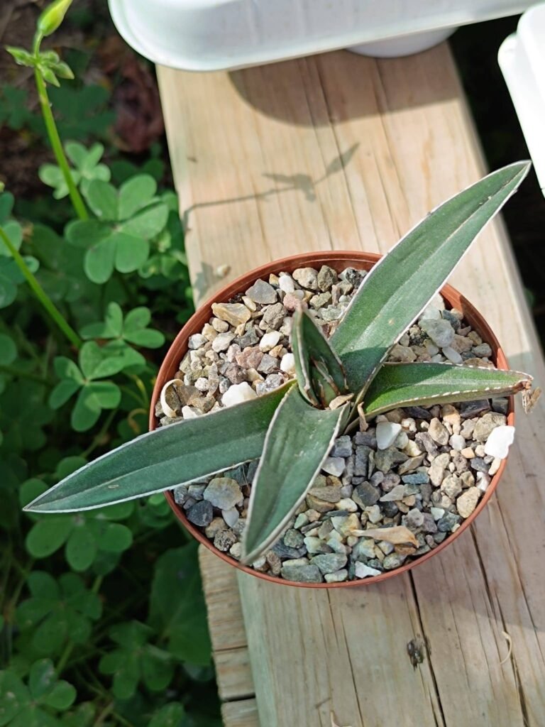 Siracactus-Agave-Agave-Victoria-regina-Ferdinandi-regis-2.jpg