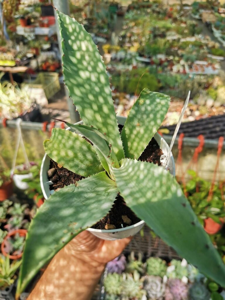 Siracactus-Agave-Agave-americana.jpg