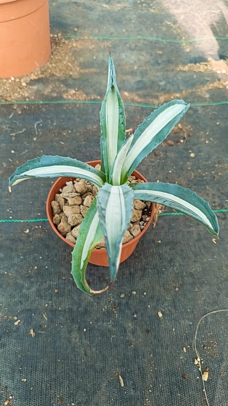 Siracactus-Agave-Agave-americana-v.-Mediopicta-alba.jpg