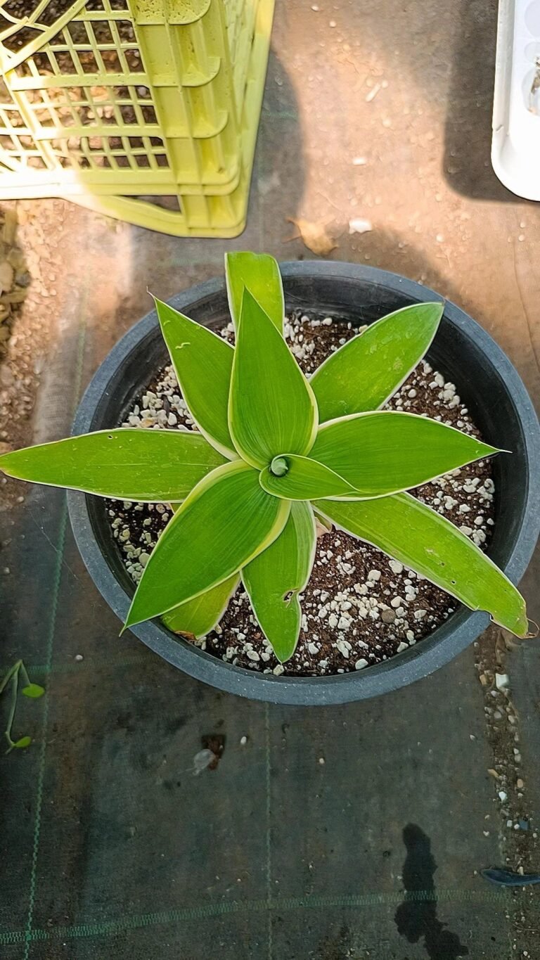 Siracactus-Agave-Agave-attenuata-marginata.jpg