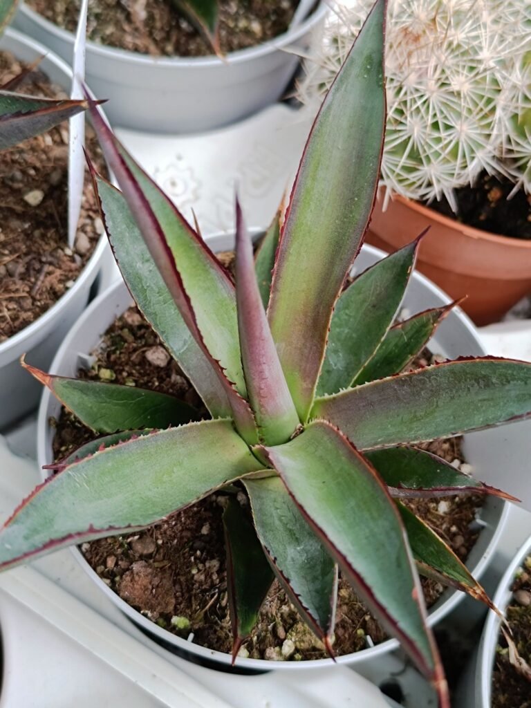 Siracactus-Agave-Agave-attenuata-shaka-zulu.jpg