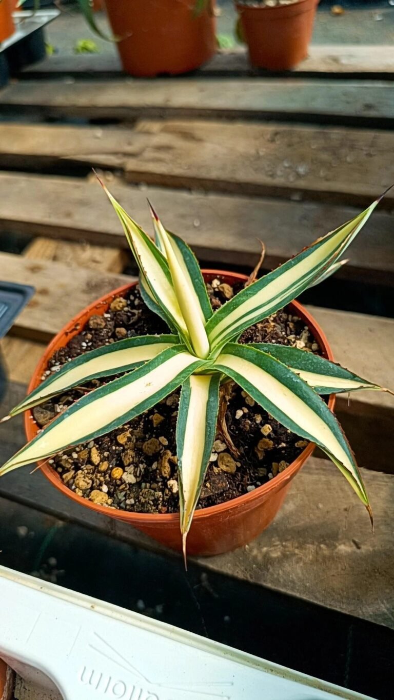 Siracactus-Agave-Agave-blue-glow-Variegata.jpg