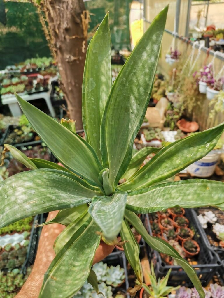 Siracactus-Agave-Agave-desmetiana-cv-silver-star-3.jpg
