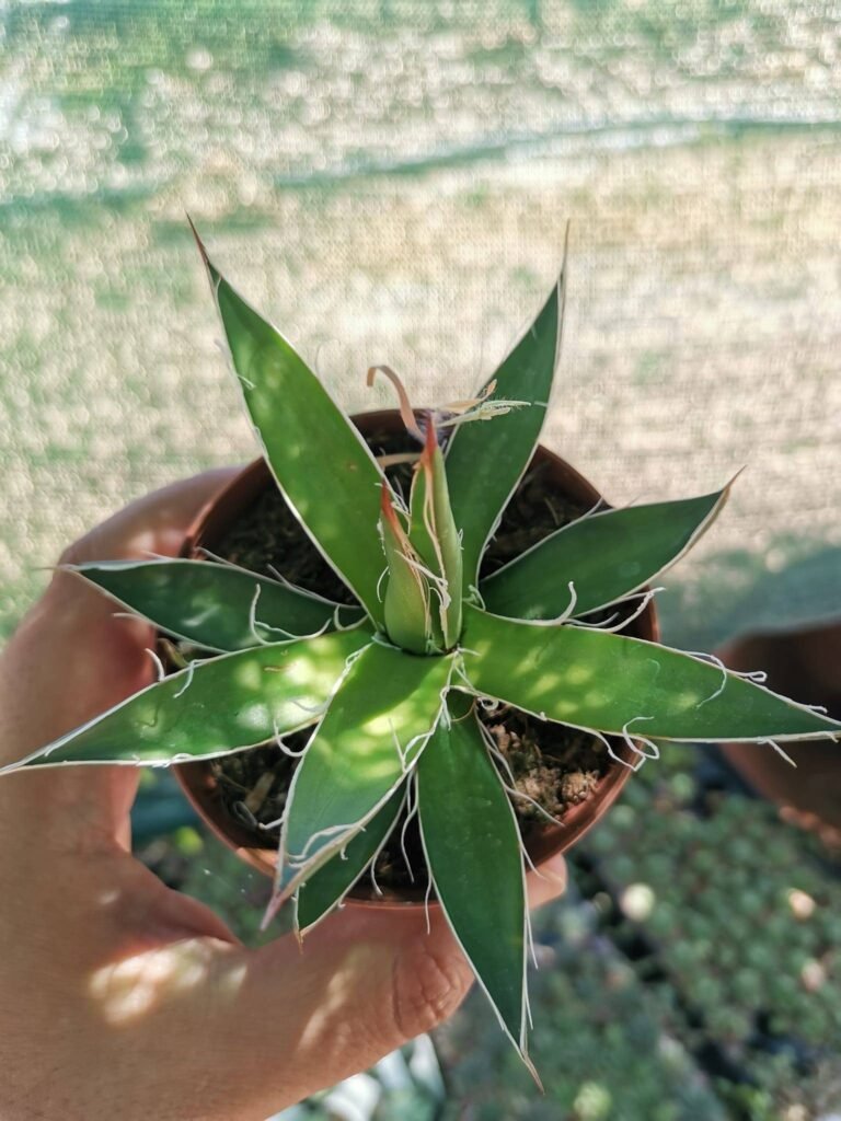 Siracactus-Agave-Agave-filifera-2.jpg