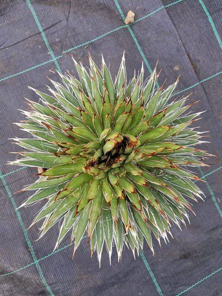 Siracactus-Agave-Agave-filifera-crestata-1.jpg