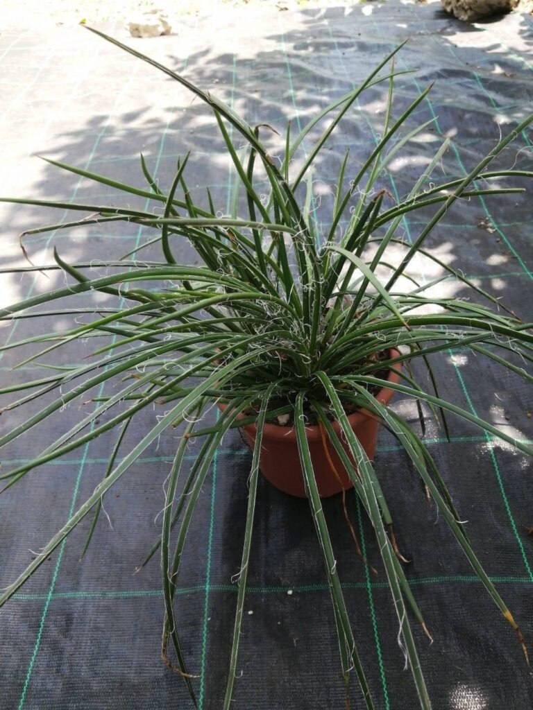 Siracactus-Agave-Agave-geminiflora.jpg