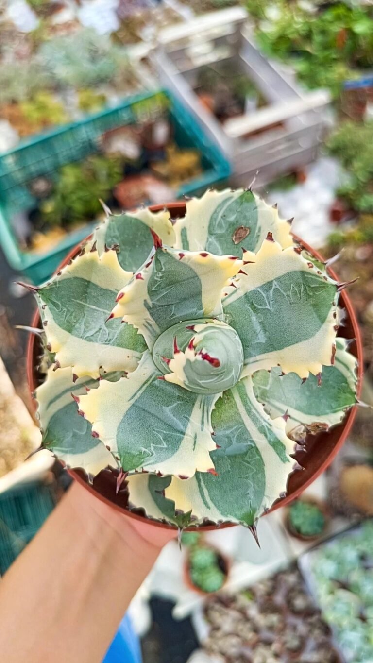 Siracactus-Agave-Agave-isthmensis-CV-kabutoganie-Variegata-2-1.jpg