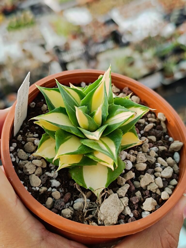 Siracactus-Agave-Agave-isthmensis-ohi-raijin-shiro-nakafu-Yellow-2.jpg