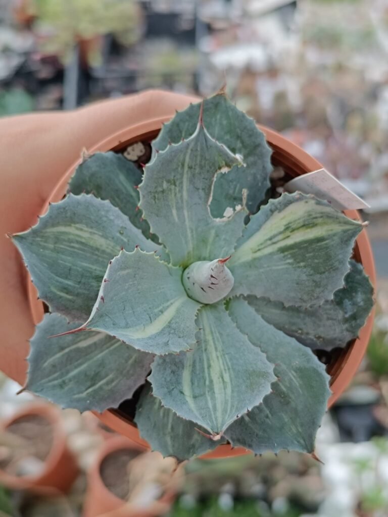 Siracactus-Agave-Agave-kissho-kan-striata-variegata-2.jpg