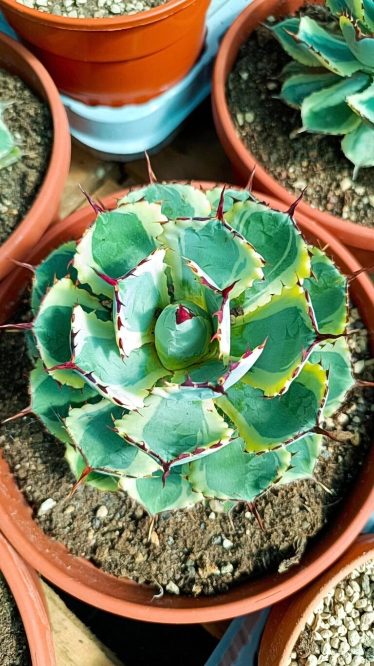 Siracactus-Agave-Agave-kissho-kan-variegata.jpg