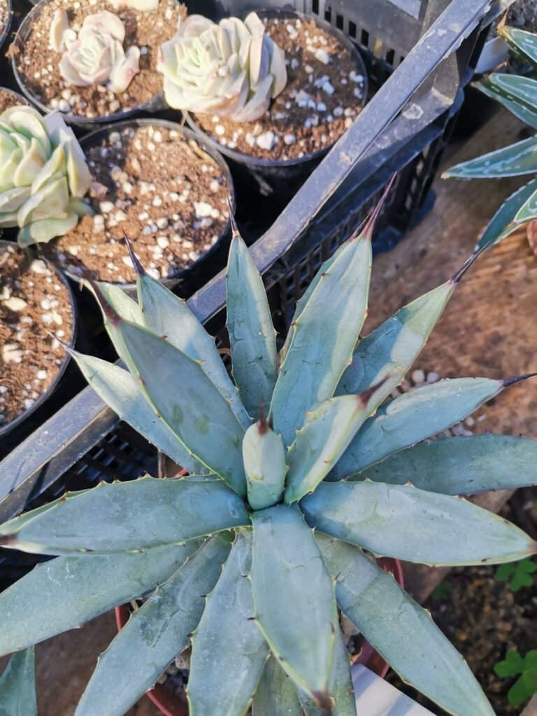Siracactus-Agave-Agave-macroacantha-3.jpg