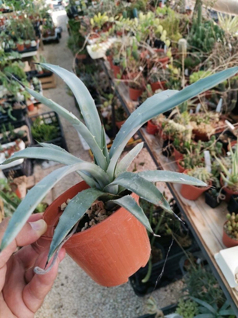 Siracactus-Agave-Agave-macroacantha.jpg