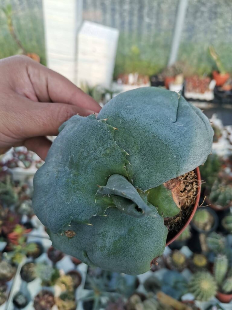 Siracactus-Agave-Agave-marmorata-cv-papilo-platanoides.jpg
