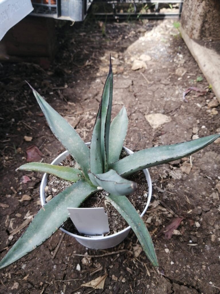 Siracactus-Agave-Agave-nigra.jpg