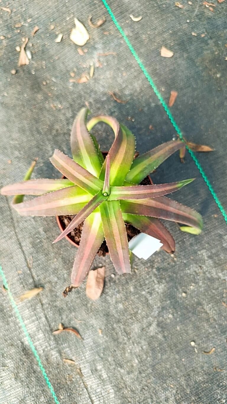 Siracactus-Agave-Agave-nizandensis.jpg