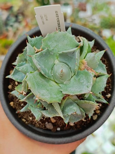 Siracactus-Agave-Agave-potatorum-isthmensis-cv-shoji-raijin-accestita-1.jpg