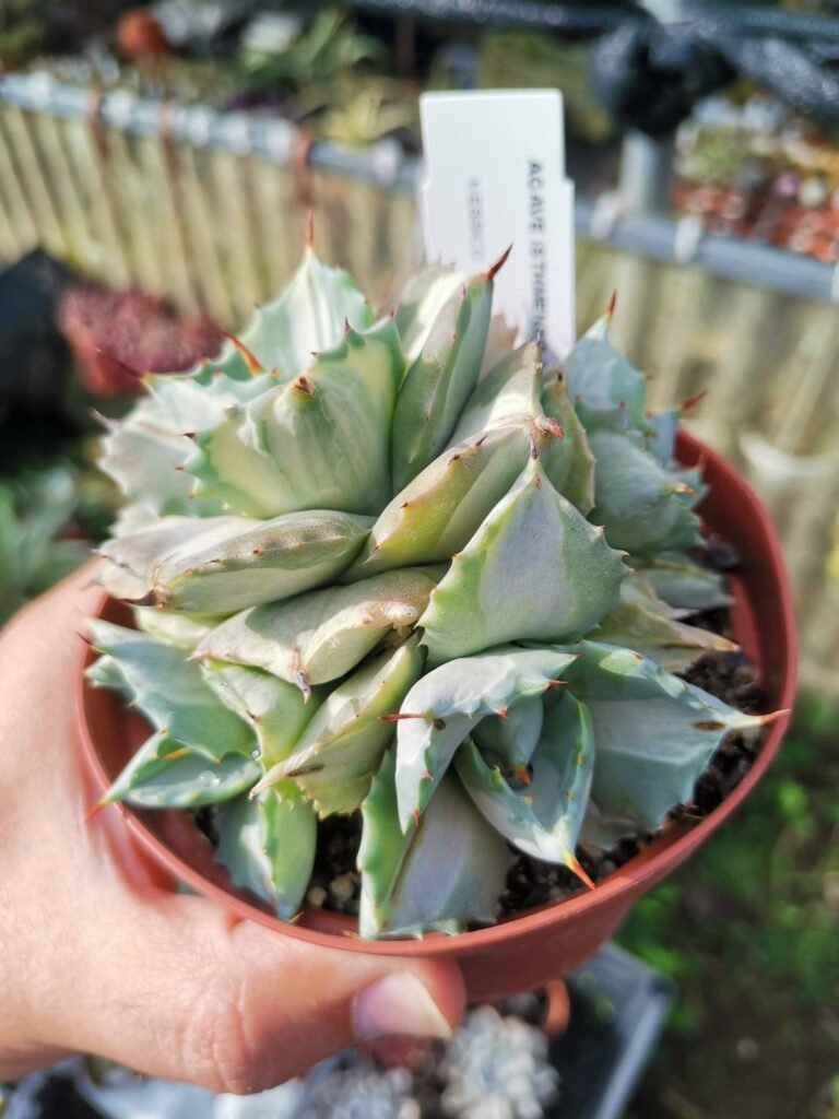 Siracactus-Agave-Agave-potatorum-isthmensis-cv-shoji-raijin-variegata.jpg