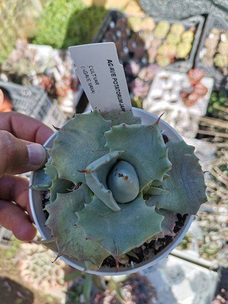 Siracactus-Agave-Agave-potatorum-japan.jpg