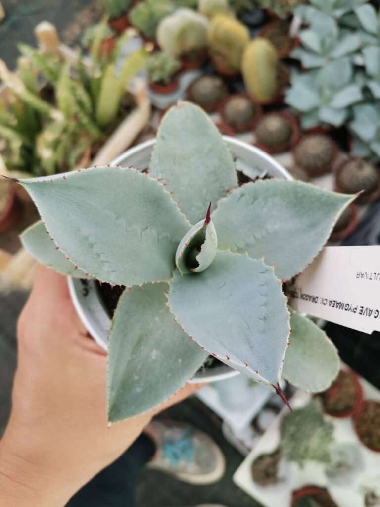 Siracactus-Agave-Agave-pygmaea-dragon-toes.jpg