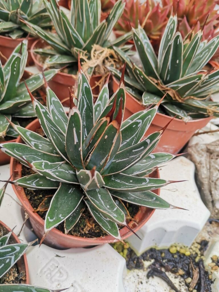 Siracactus-Agave-Agave-regina-victoria-1.jpg