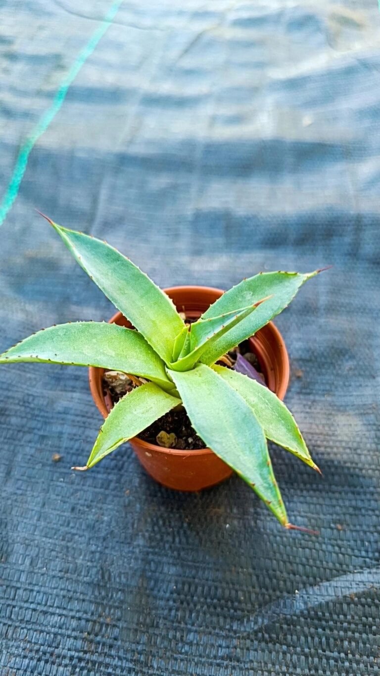 Siracactus-Agave-Agave-sp.jpg