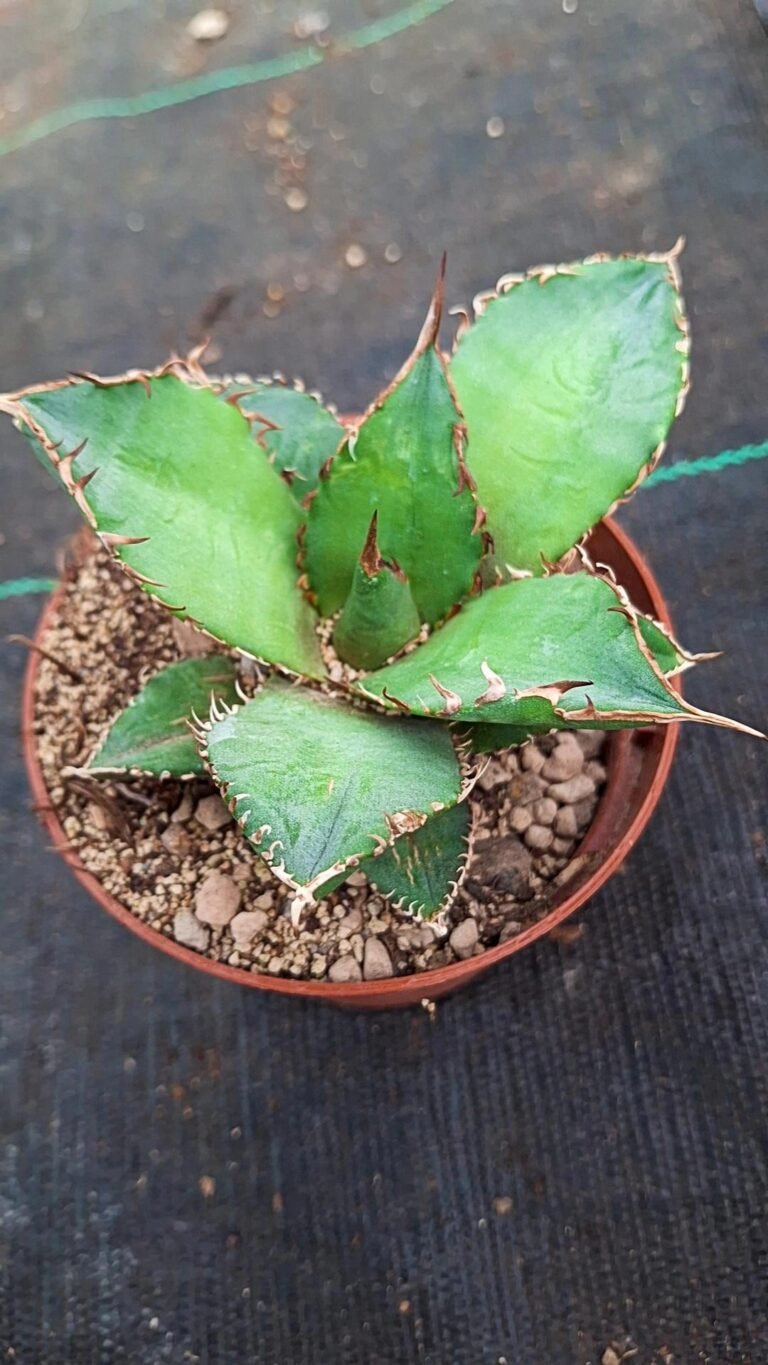 Siracactus-Agave-Agave-titanota-8.jpg