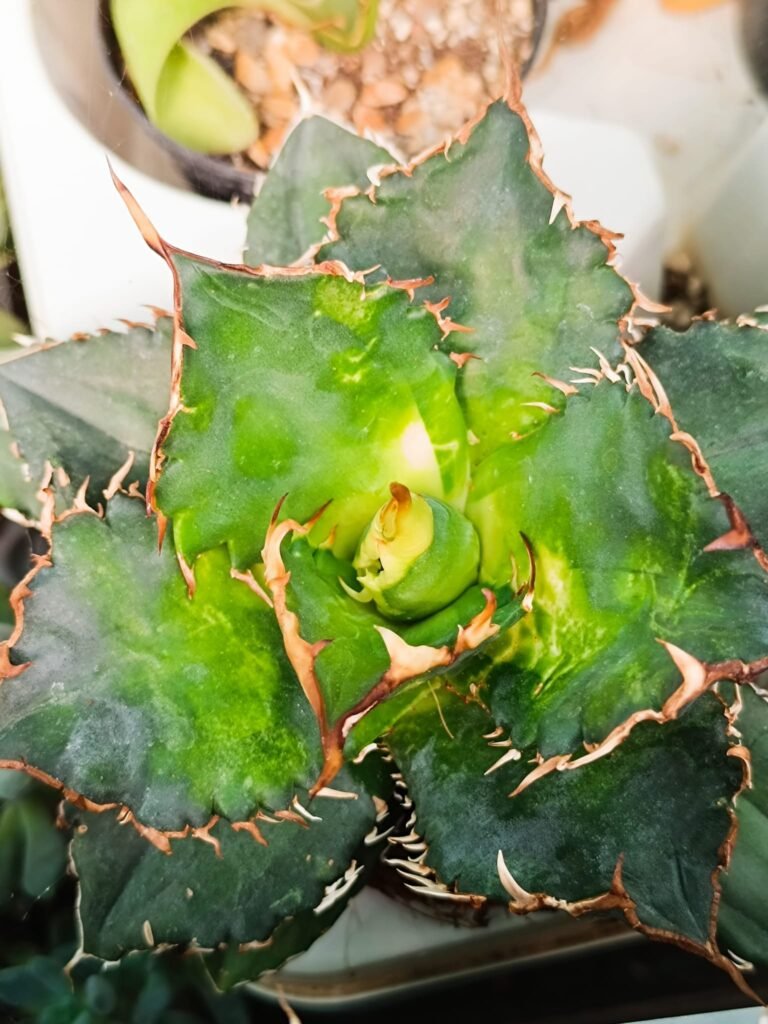 Siracactus-Agave-Agave-titanota-solar-eclipse-variegata-2.jpg