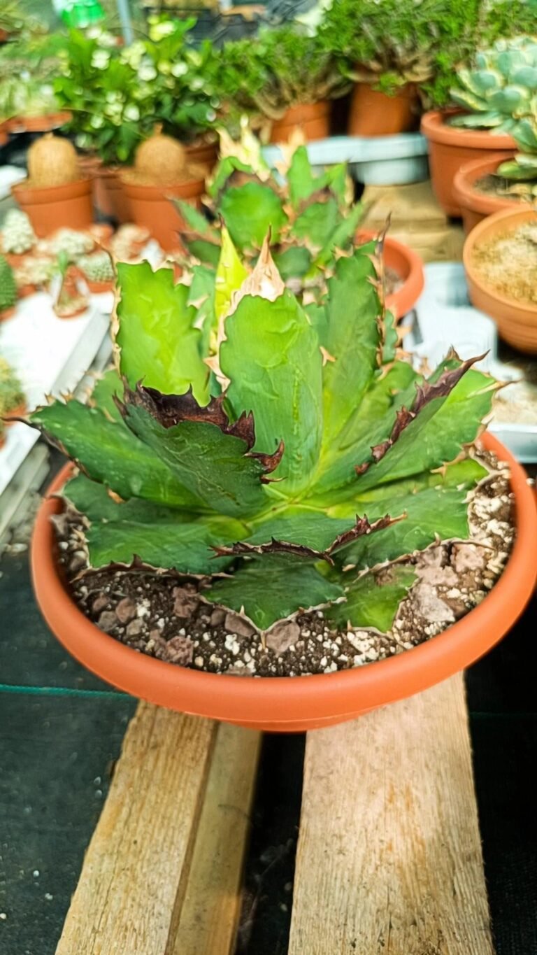 Siracactus-Agave-Agave-titanota-striata-Red-cat-2.jpg