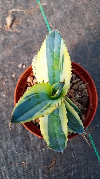 Siracactus-Agave-Agave-titanota-tropical-ICE.jpg