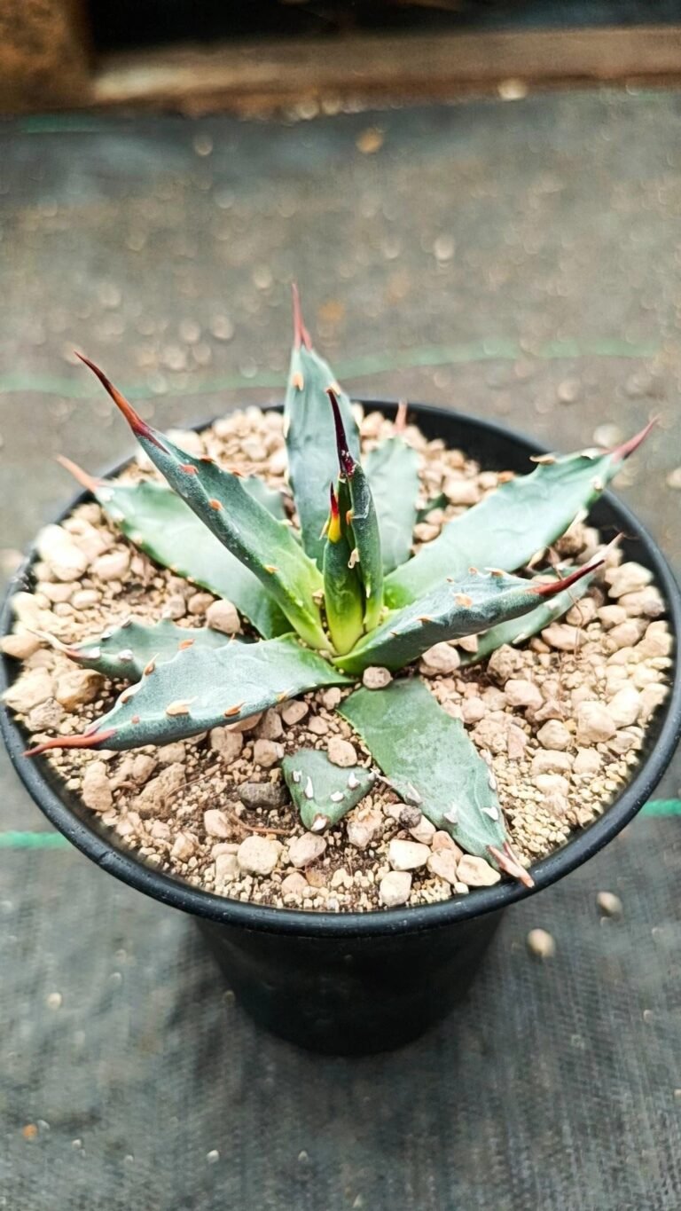 Siracactus-Agave-Agave-uthaensis-2.jpg