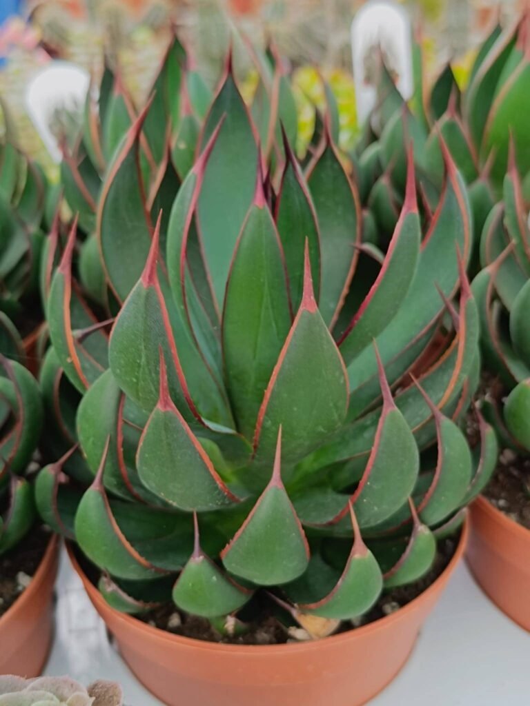Siracactus-Agave-Mangave-praying-hands.jpg