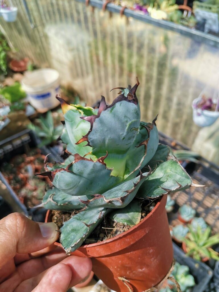 Siracactus-Agave-agave-titanota-black-and-blue.jpg