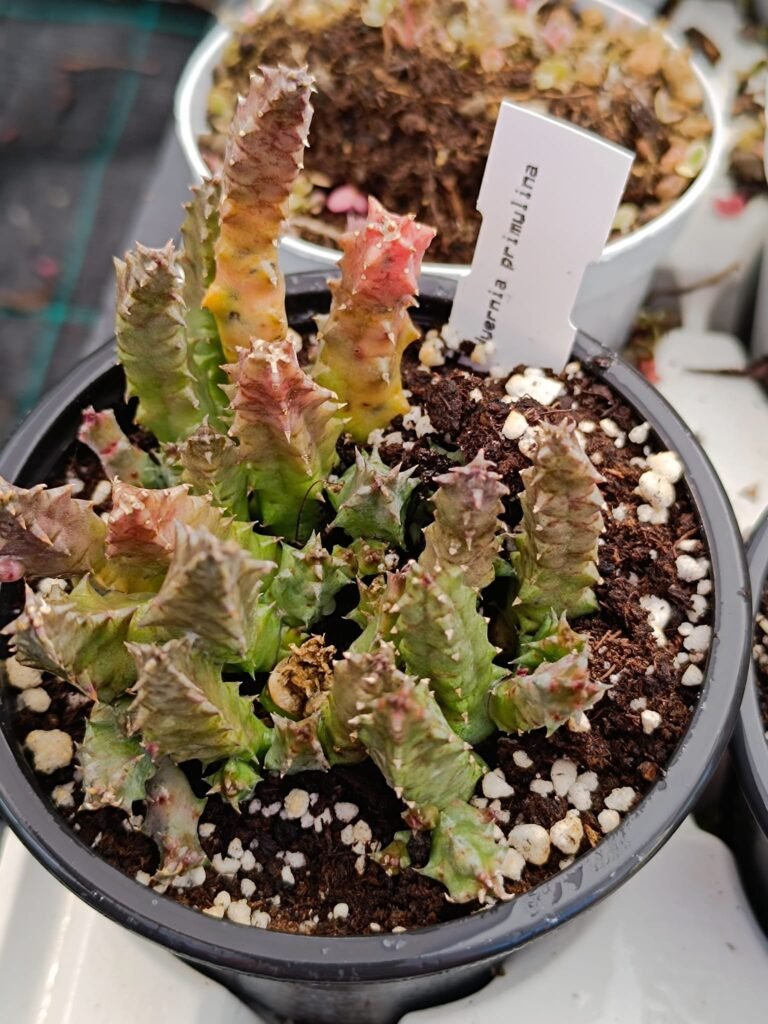 Siracactus-Asclepiadaceae-Huernia-primulina.jpg