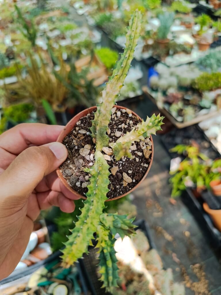 Siracactus-Asclepiadaceae-Huernia-zebrina-variegata-2-2.jpg