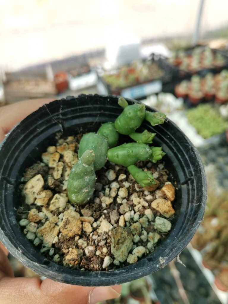 Siracactus-Asclepiadaceae-Piaranthus-sp.jpg