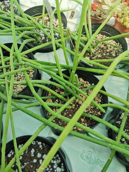 Siracactus-Asclepiadaceae-Sarcostemma-acidum.jpg