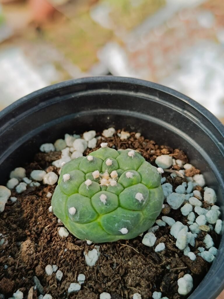 Siracactus-Astrophytum-Astrophytum-asterias-CV-kikko-turtle.jpg