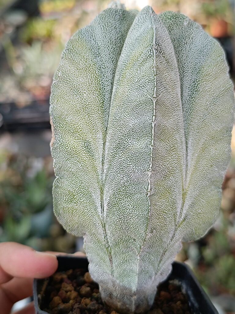 Siracactus-Astrophytum-Astrophytum-myriostigma-striata-variegata-f.-Columnare.jpg