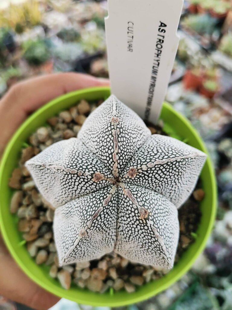 Siracactus-Astrophytum-Astrophytum-onzuka-pentacostatum-1.jpg