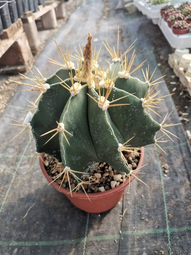 Siracactus-Astrophytum-Astrophytum-ornatum-hybrid.jpg