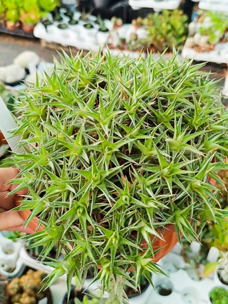 Siracactus-Cactus-Abromeitiella-chloracantha.jpg