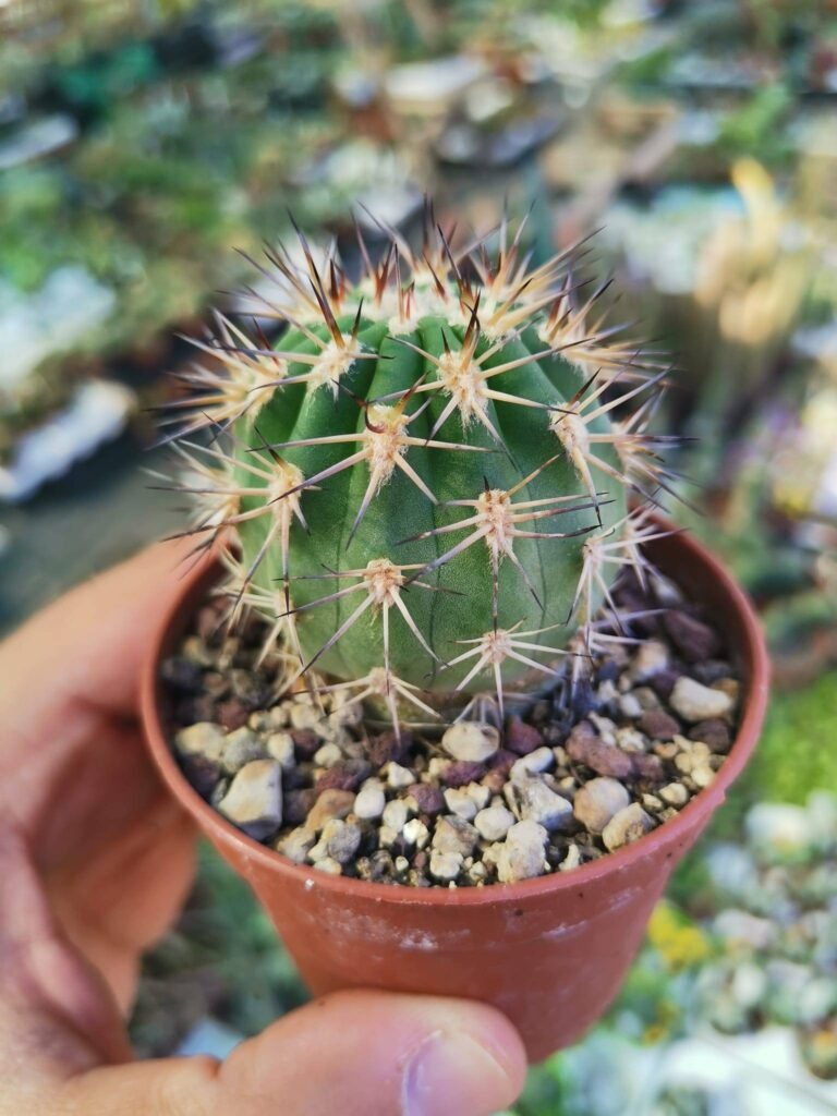 Siracactus-Cactus-Acanthocalycium-thionanthum-1.jpg