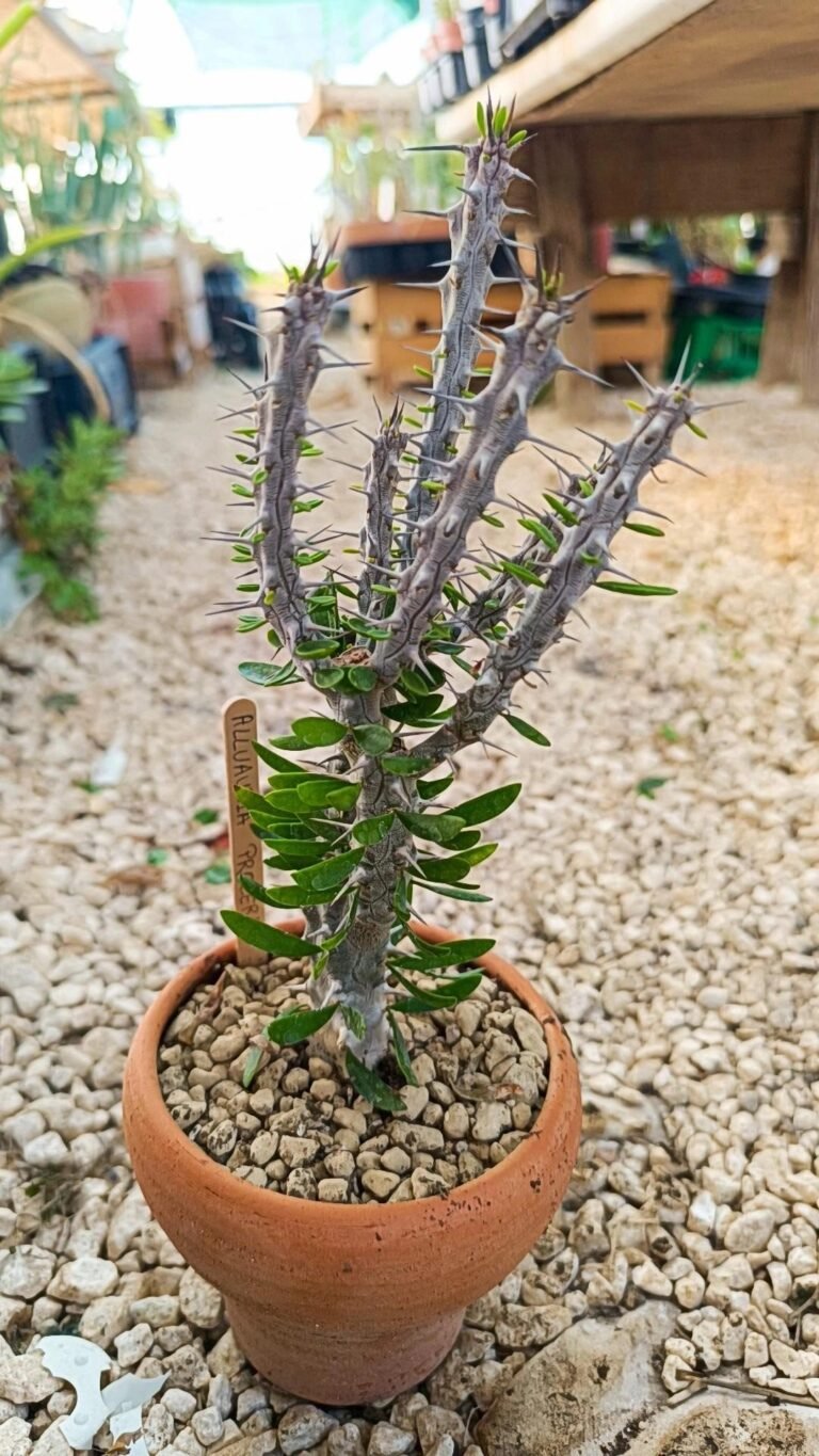 Siracactus-Cactus-Alluaudia-procera.jpg