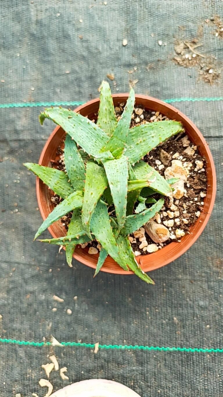 Siracactus-Cactus-Aloe-castilloniae-Hybrid-big-size-1.jpg