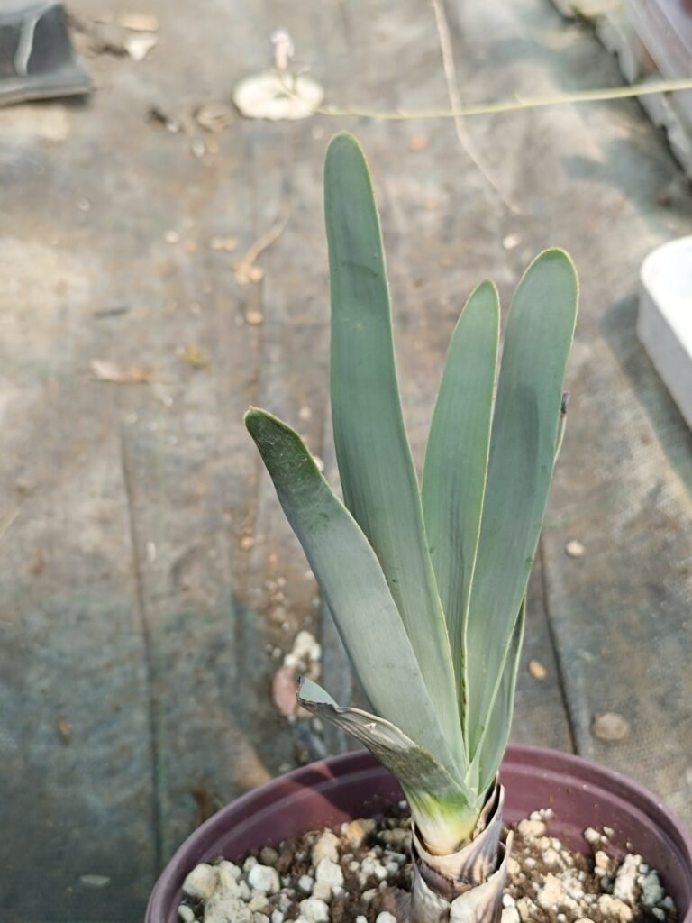 Siracactus-Cactus-Aloe-plicatilis-3.jpg