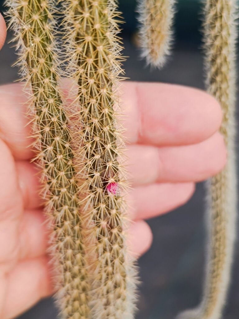 Siracactus-Cactus-Aporocactus-flagelliformis.jpg
