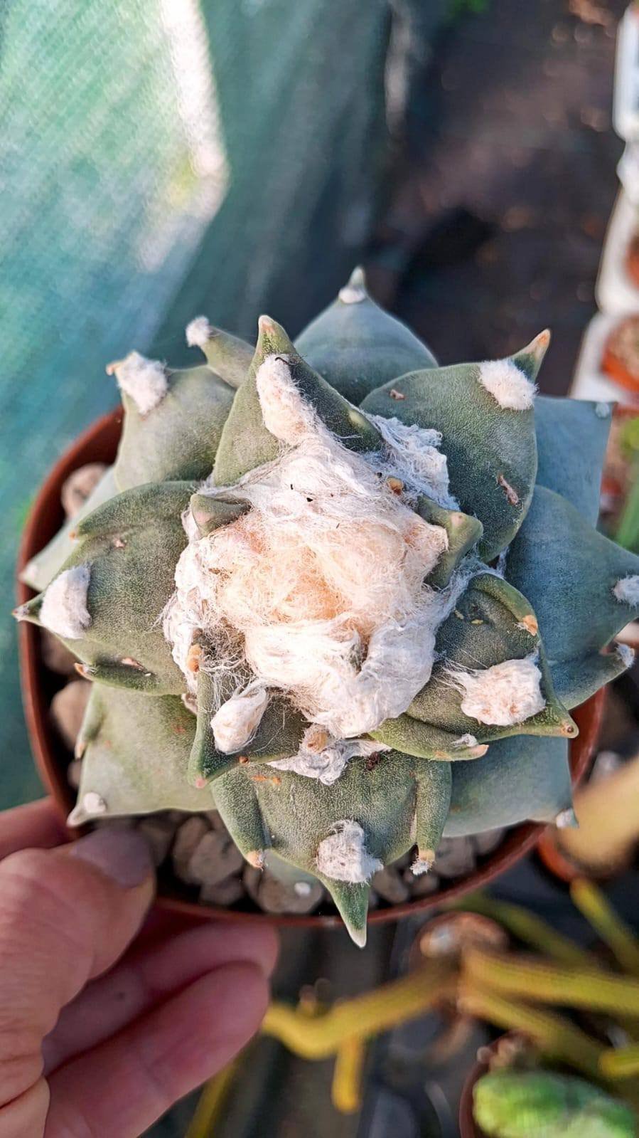 Siracactus-Cactus-Ariocarpus-Hybrid-trifinger.jpg