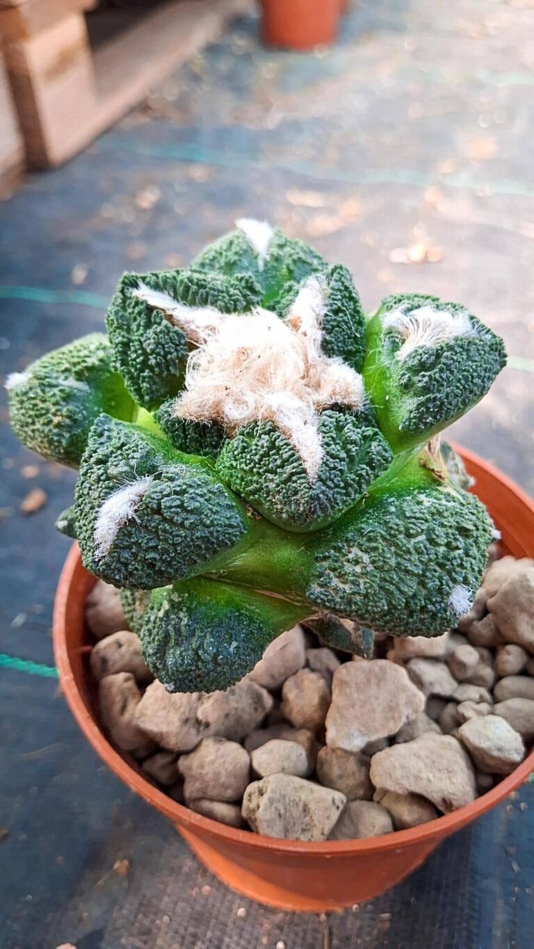 Siracactus-Cactus-Ariocarpus-fissuratus-Godzilla-big.jpg